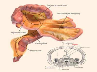 new human organ found