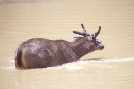 Jungle-Safari-Raipur
