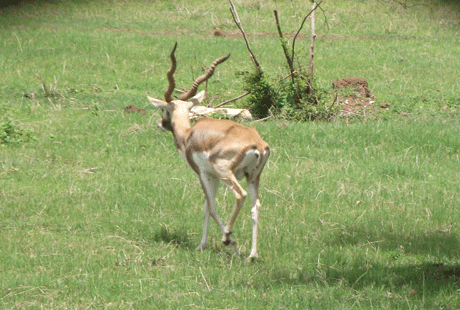 Jungle_Safari_Raipur