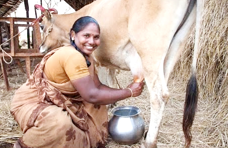 मजबूत बनाने में सहायता करता है। गाय का दूध प्रोटीन का भी बेहतरीन स्रोत होता है। इसके अलावा इसमें विटमिन बी 2 और विटमिन बी 12 भी पर्याप्त मात्रा में पाया जाता है। ये दोनों विटमिन शरीर को ऊर्जान्वित रखने में मदद करते हैं। शरीर में मसल्स और ऊतकों के निर्माण में भी यह बेहद लाभदायक होता है। यह कैंसर, एचआईवी, दिल संबंधी बीमारियां, हाई ब्लडप्रेशर और माइग्रेन जैसी समस्याओं से बचाव करने में भी सक्षम है।