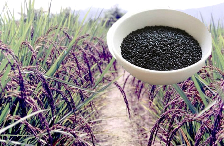 Black rice in Chhattisgarh Dhamtari
