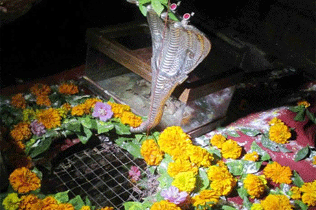 अचलगढ़। माउंटआबू में अचलगढ़ दुनिया की इकलौती ऐसी जगह है जहां भगवान शिव के अंगूठे की पूजा होती है। मंदिर में भगवान शिव के अंगूठे के निशान देखे जा सकते हैं। माउंटआबू को अर्धकाशी भी कहा गया है। भगवान शिव के अर्बुदांचल में वास करने का स्कंद पुराण में प्रमाण मिलता है। माउंटआबू की गुफाओं में आज भी सैकड़ों साधु तप करते हैं। कहते हैं कि यहां की गुफाओं में शिवजी का वास है जो प्रसन्न होने पर साक्षात दर्शन देते हैं। माउंटआबू की पहाड़ियों पर स्थित अचलगढ़ मंदिर पौराणिक मंदिर है जिसकी भव्यता देखते ही बनती है।