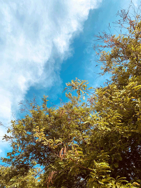 Monali-Rajabhoj-Nature