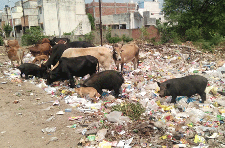 Cattle die after eating polythene and thermocol plate