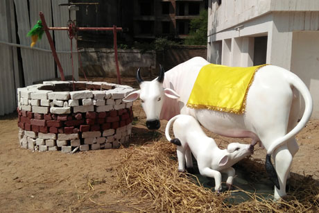 SSMV-Cow-Calf