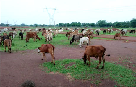 Cow Dung procurement in Chhattisgarh