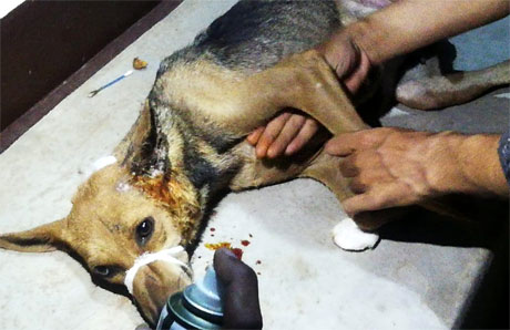 Injured dogs saved by Animal Saviours