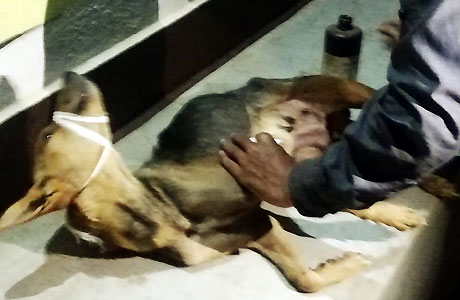 Animal Saviours save life of two injured dogs
