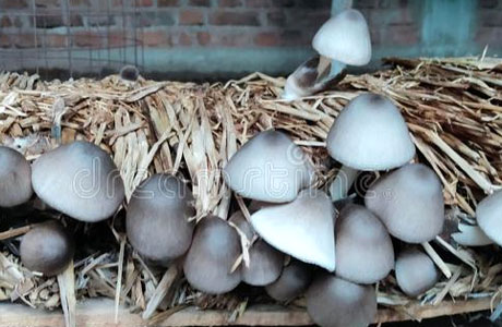 Mushroom can beat malnutrition in village