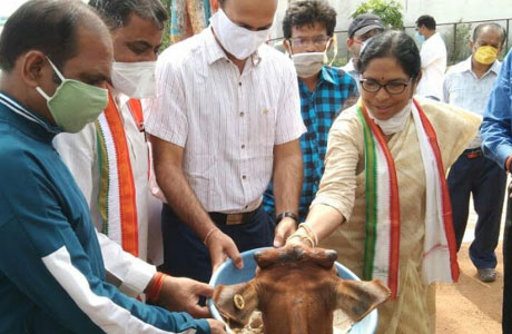 Feeding roti and jaggery to cow