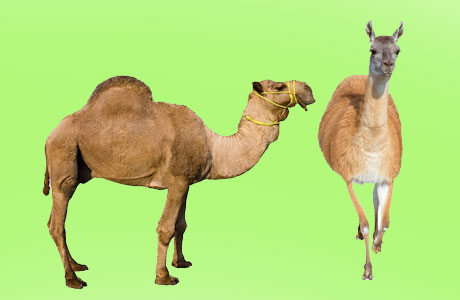 Lama and Camel might help in fighting Corona