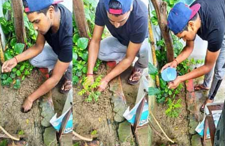 Tree plantation collage making contest