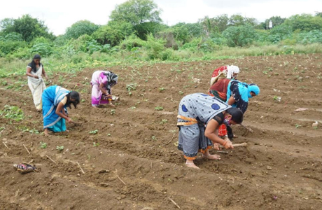 Yashwant Grass for Gothan