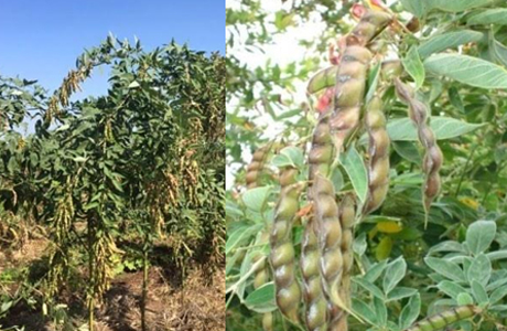 Bemetara to promote pulses and oil seeds