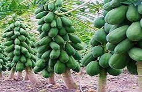 Collector suggests Papaya, Tomato farming to raise agriculture income
