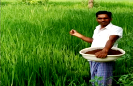 Vermi Compost proves itself in paddy field