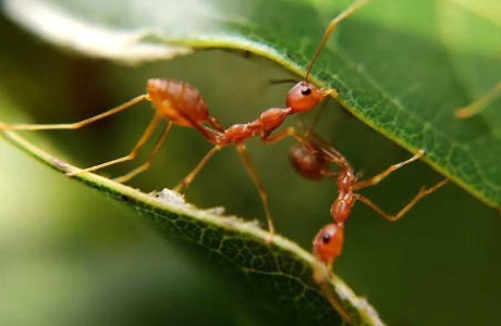 Ants can smell cancer better than dogs