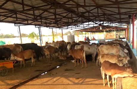 People donate cattle feed for urban gothan