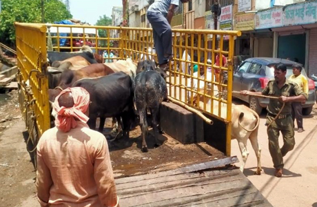 Stray cattle captured in Bhilai