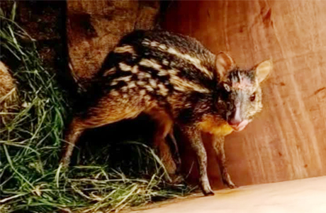 Indian Mouse Deer found in Bailadilla Forest
