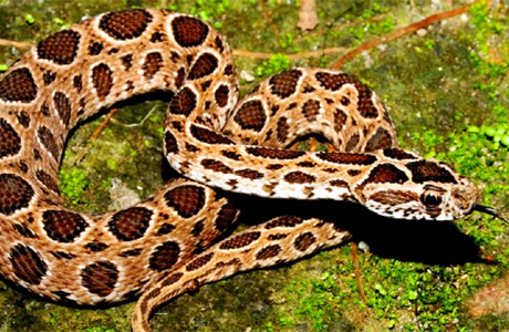 Russell's Viper rescued in Bhilai