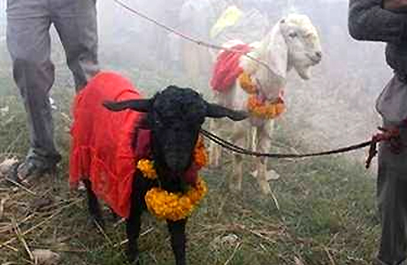 Appeal to stop animal sacrifice in Siddhi Mata Temple
