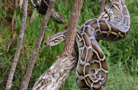 This tree is shelter to 200+ pythons