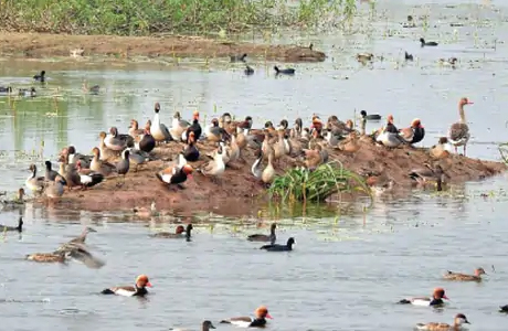 Migratory birds return home as summer sets in in India