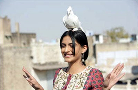 Masakali, lotan and 4 other varities of pigeons