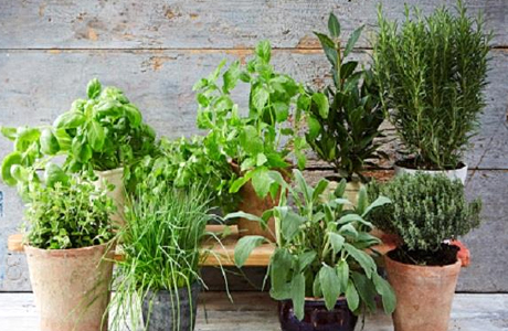 Competition on herbs and their quality