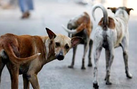 Stray dogs attack 2 yr old girl