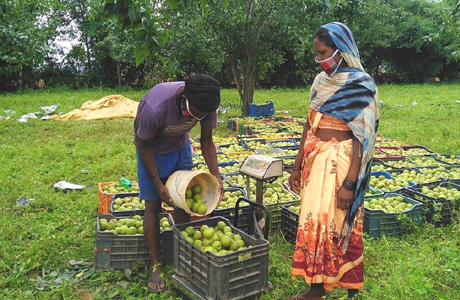 छत्तीसगढ़ का फ्रूट जंक्शन बन कर उभरा जशपुर जिला
