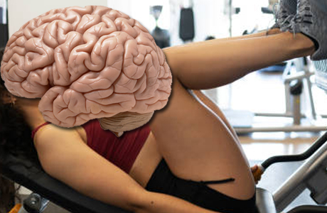 Leg power is directly connected to brain power