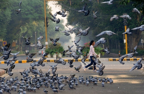 Pigeon dropping can cause lung infections