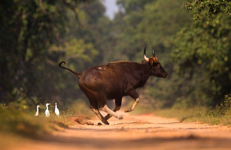 Online booking and ticketing starts for Barnawapara