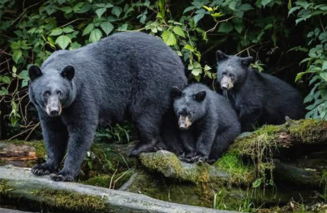 Bear with cubs rescued calling end of terror in Manendragarh