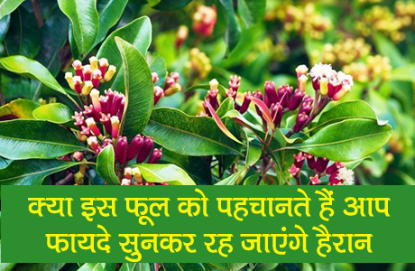 Clove water can boost immunity and sleep, reduce weight