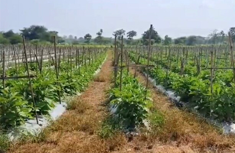 Pulses and oil seeds farming require less water and bring more money