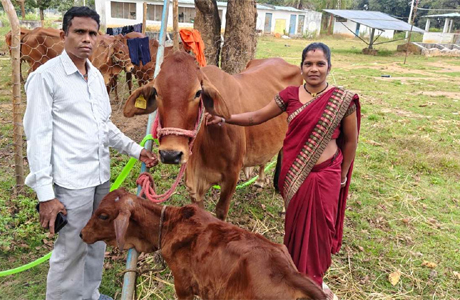 Dairy Farming in Bastar Division gets a boost