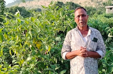 Grafted brinjal farming helps farmer double his produce in reduced cost