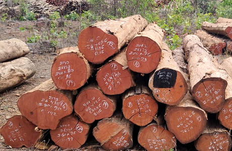 E-auction of lumbar in Chhattisgarh to minimize corruption and get market price