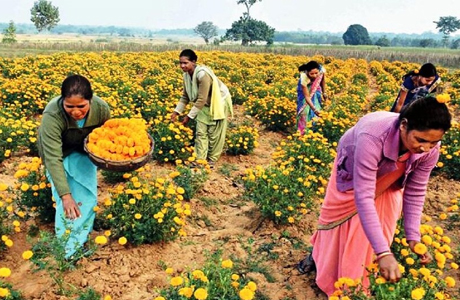 Flower cultivation in Chhattisgarh adds new dimension to paddy farming