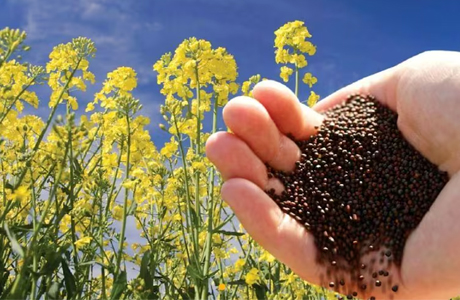 Chhattisgarh to procure pulses and oil seeds from farmers on MSP