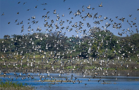 Kopra Reservoir becomes first Ramsar Site of Chhattisgarh