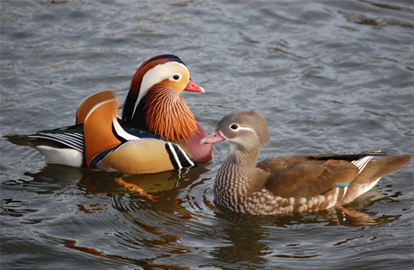 Siberian Ducks in Kanhar river, Ramanujganj