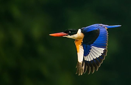 कांगेर के बाद अब बारनवापारा अभयारण्य में दिखा दुर्लभ ब्लैक-कैप्ड किंगफिशर