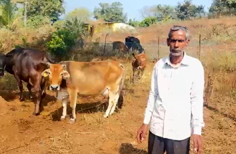 Breed improvement yields more milk per cattle