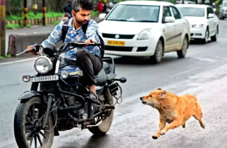 Anti rabbies लगाने में देर हुई तो नपेगा अस्पताल : केन्द्र