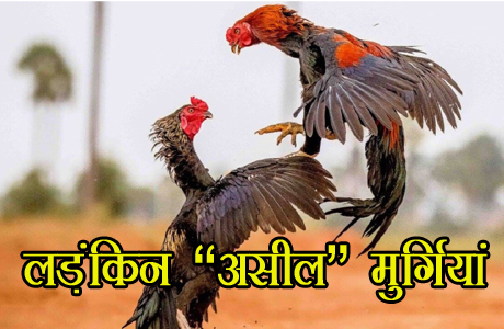 These fighter birds are famous for a different reason