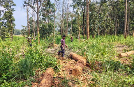 रोजगार सृजन : माओवाद प्रभावित क्षेत्रों में वानिकी से हुई राजस्व वृद्धि